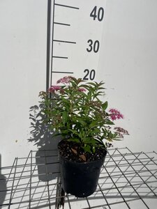 Spiraea jap. 'Genpei' geen maat specificatie cont. 1,3L
