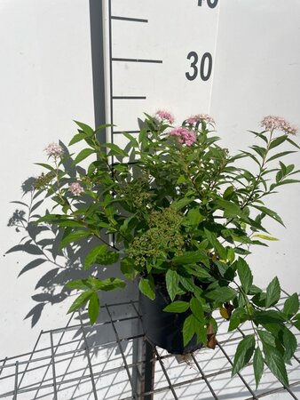 Spiraea jap. 'Genpei' geen maat specificatie cont. 1,3L - afbeelding 3