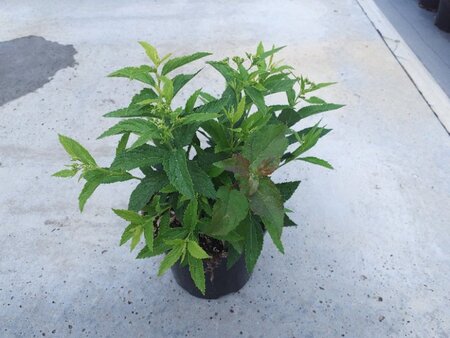 Spiraea jap. 'Genpei' geen maat specificatie cont. 1,3L - afbeelding 2