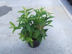 Spiraea jap. 'Genpei' geen maat specificatie cont. 1,3L - afbeelding 2