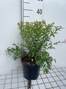 Spiraea jap. 'Genpei' geen maat specificatie cont. 3,0L - afbeelding 3