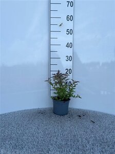 Spiraea jap. 'Goldflame' 10-15 cm cont. 1L