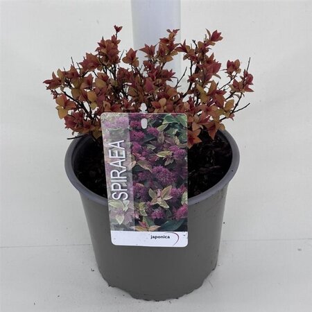 Spiraea jap. 'Goldflame' 25-30 cm cont. 3,0L - afbeelding 3