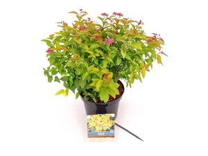 Spiraea jap. 'Goldflame' 25-30 cm cont. 3,0L - afbeelding 2