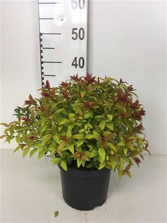 Spiraea jap. 'Goldflame' 25-30 cm cont. 3,0L - afbeelding 3