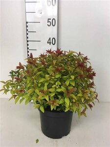 Spiraea jap. 'Goldflame' 25-30 cm cont. 3,0L - afbeelding 3