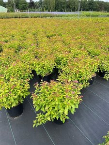 Spiraea jap. 'Goldflame' 25-30 cm cont. 3,0L - afbeelding 4