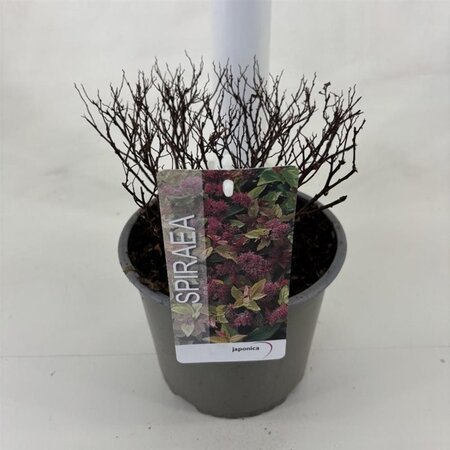 Spiraea jap. 'Goldflame' 25-30 cm cont. 3,0L - afbeelding 5