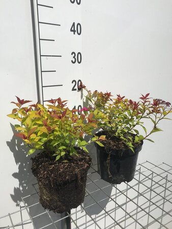 Spiraea jap. 'Goldflame' geen maat specificatie cont. 3,0L
