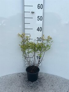 Spiraea jap. 'Goldmound' 20-25 cm cont. 1L