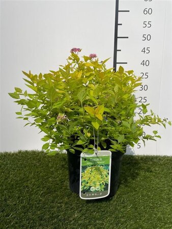 Spiraea jap. 'Goldmound' 25-30 cm cont. 3,0L