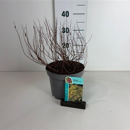 Spiraea jap. 'Golden Princess' 25-30 cm cont. 3,5L