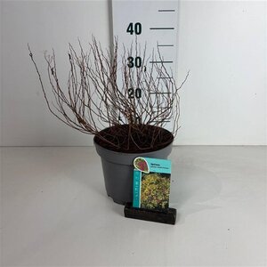 Spiraea jap. 'Golden Princess' 25-30 cm cont. 3,5L