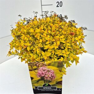 Spiraea jap. 'Golden Princess' 40-50 cm cont. 10L - afbeelding 2