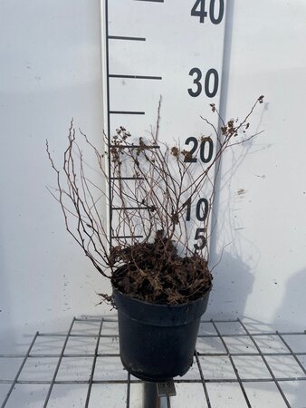 Spiraea jap. 'Golden Princess' geen maat specificatie cont. 1,3L - afbeelding 3