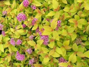 Spiraea jap. 'Golden Princess' geen maat specificatie cont. 1,3L - afbeelding 1