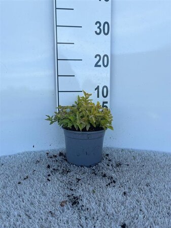 Spiraea jap. 'Golden Princess' geen maat specificatie cont. 1,3L - afbeelding 2