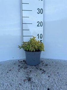 Spiraea jap. 'Golden Princess' geen maat specificatie cont. 1,3L - afbeelding 2