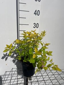 Spiraea jap. 'Golden Princess' geen maat specificatie cont. 1,3L - afbeelding 3