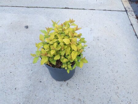 Spiraea jap. 'Golden Princess' geen maat specificatie cont. 1,3L - afbeelding 3