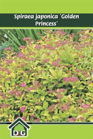Spiraea jap. 'Golden Princess' geen maat specificatie cont. 3,0L - afbeelding 2