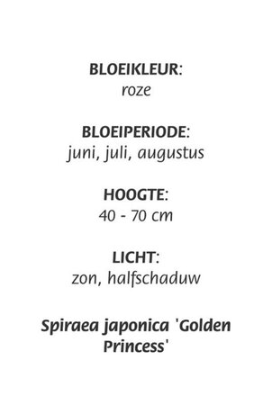 Spiraea jap. 'Golden Princess' geen maat specificatie cont. 3,0L - afbeelding 3