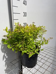 Spiraea jap. 'Golden Princess' geen maat specificatie cont. 3,0L - afbeelding 2