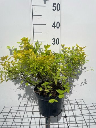 Spiraea jap. 'Golden Princess' geen maat specificatie cont. 3,0L - afbeelding 1