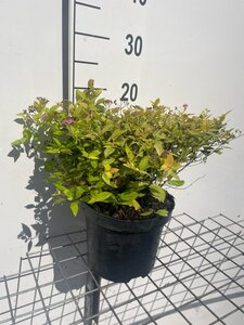 Spiraea jap. 'Golden Princess' geen maat specificatie cont. 3,0L - afbeelding 3