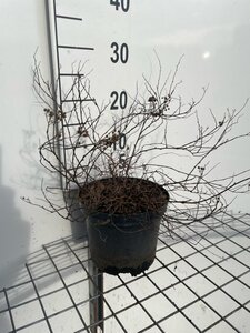 Spiraea jap. 'Golden Princess' geen maat specificatie cont. 3,0L - afbeelding 4
