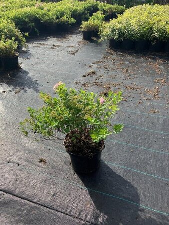 Spiraea jap. 'Little Princess' 25-30 cm cont. 2,0L - afbeelding 4