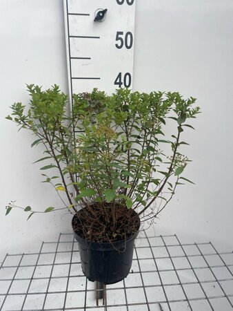 Spiraea jap. 'Little Princess' 30-40 cm cont. 3,0L - afbeelding 4