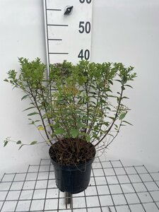 Spiraea jap. 'Little Princess' 30-40 cm cont. 3,0L - afbeelding 4