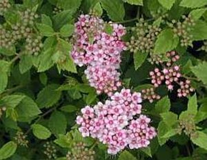 Spiraea jap. 'Little Princess' 50-60 cm cont. 10L - afbeelding 2