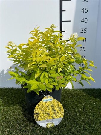Spiraea jap. 'White Gold' 25-30 cm cont. 3,0L