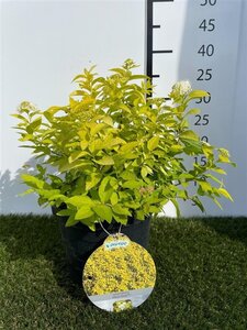 Spiraea jap. 'White Gold' 25-30 cm cont. 3,0L