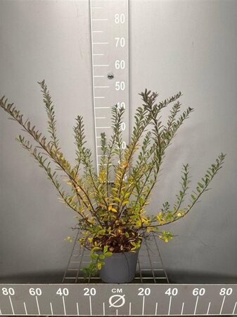 Spiraea nipp. 'Snowmound' 30-40 cm cont. 3,0L