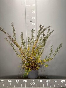 Spiraea nipp. 'Snowmound' 30-40 cm cont. 3,0L