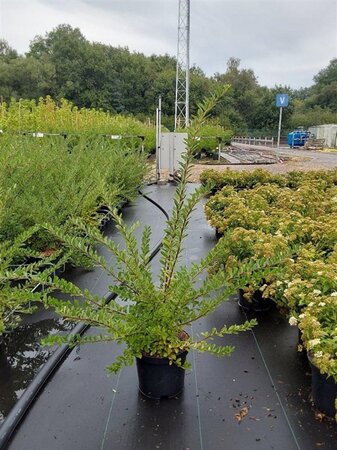 Spiraea nipp. 'Snowmound' 40-50 cm cont. 3,0L