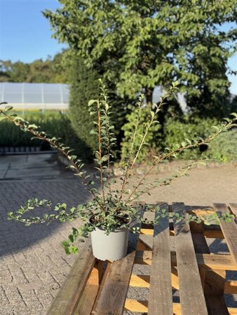 Spiraea nipp. 'Snowmound' 40-60 cm cont. 2,0L - afbeelding 1