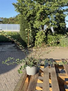 Spiraea nipp. 'Snowmound' 40-60 cm cont. 2,0L - afbeelding 1