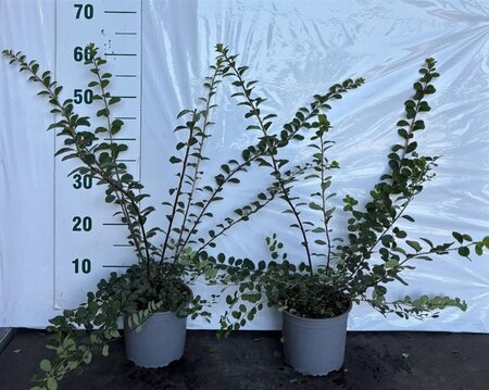 Spiraea nipp. 'Snowmound' 40-60 cm cont. 2,0L - afbeelding 2