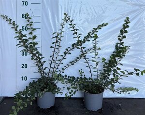 Spiraea nipp. 'Snowmound' 40-60 cm cont. 2,0L - afbeelding 2