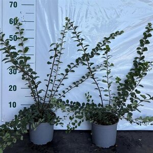 Spiraea nipp. 'Snowmound' 40-60 cm cont. 2,0L - afbeelding 3