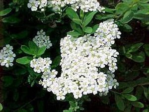 Spiraea nipp. 'Snowmound' 40-60 cm wortelgoed struik - afbeelding 3