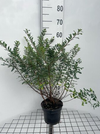 Spiraea nipp. 'Snowmound' 50-60 cm cont. 3,0L - afbeelding 1
