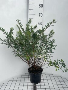 Spiraea nipp. 'Snowmound' 50-60 cm cont. 3,0L