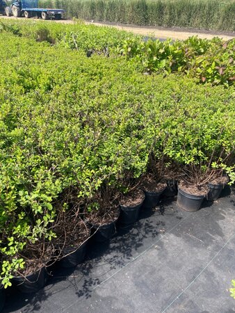 Spiraea nipp. 'Snowmound' 50-60 cm cont. 3,0L - afbeelding 2