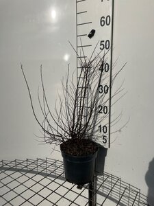 Spiraea nipp. 'Snowmound' 50-60 cm cont. 3,0L - afbeelding 2