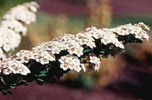 Spiraea nipp. 'Snowmound' 60-80 cm cont. 3,0L - afbeelding 2